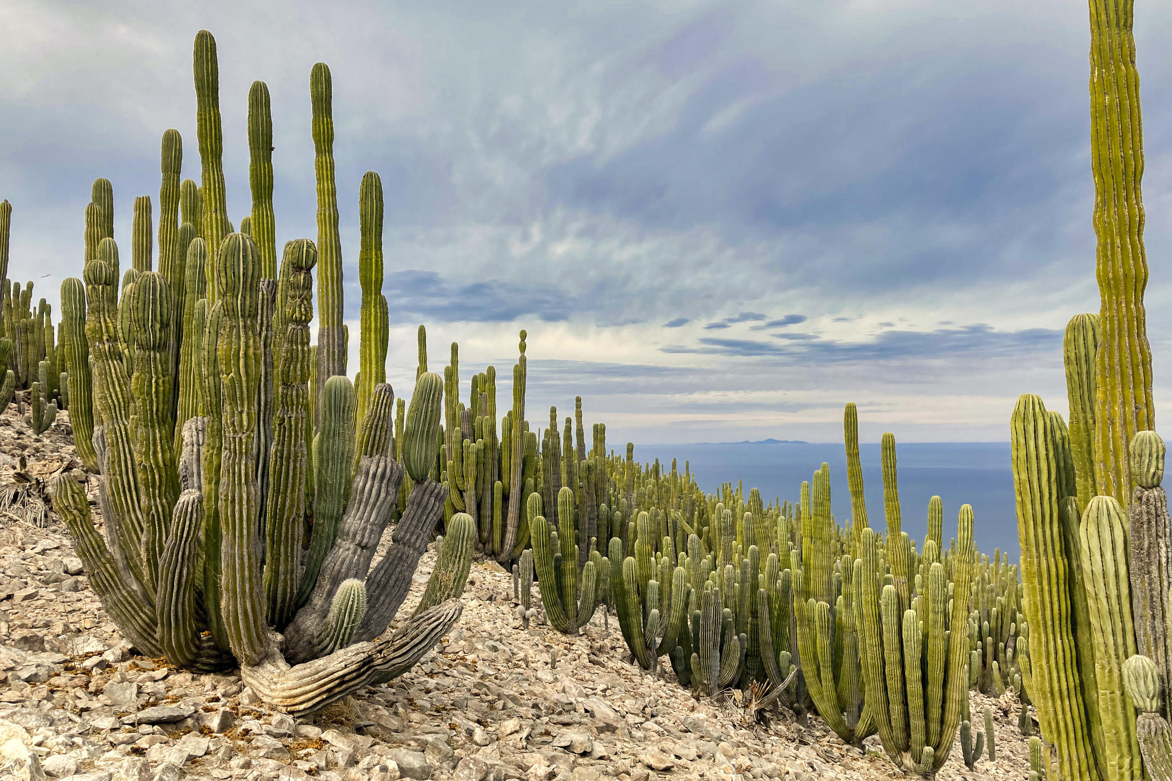 Comment survivent les plantes dans un environnement aride ?